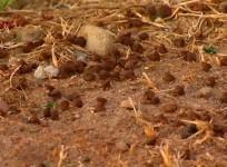 california-man-dumps-chocolate-in-yard-to-scare-off-pet-owners