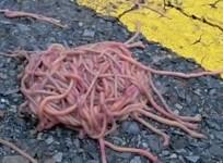 giant-piles-of-worms-mysteriously-appear-along-texas-roads-after-heavy-flooding