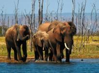 Elephant hospital in Kerala