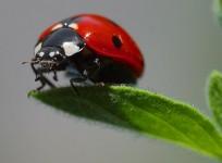 Ladybird