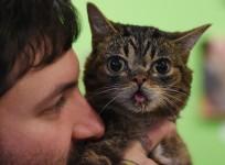 catcon-2015-kitty-nirvana-for-cat-enthusiasts