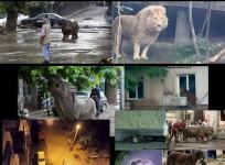 At least 30 dangerous animals are said to be free following the flooding in Tbilisi.