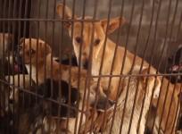 ricky-gervais-backs-animal-rights-charity-to-shut-down-chinas-cruel-yulin-dog-meat-festival