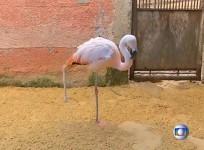brazil-a-flamingo-in-sao-paulo-zoo-given-a-prosthetic-leg