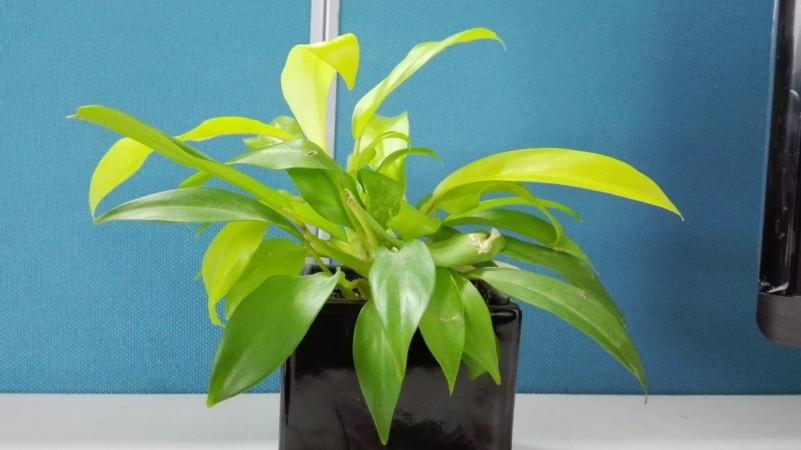 Huawei Honor 4C Review, Image Sample Huawei Honor 4C Review, Image Sample