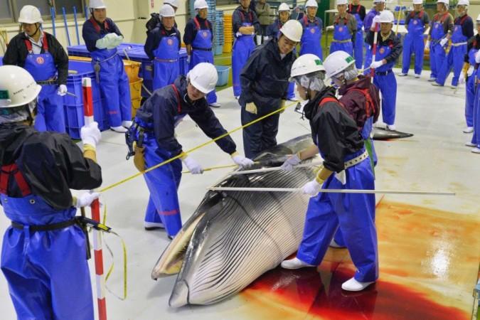 Japan wants to slaughter 330 minke whales a year, purportedly for research purpose.