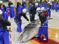 Japan wants to slaughter 330 minke whales a year, purportedly for research purpose.