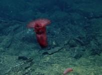 deep-water-explorations-near-galapagos-islands-unveil-unusual-new-species
