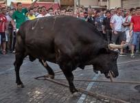 santa-fiesta-how-over-60000-animals-are-killed-every-year-during-spains-religious-festivals