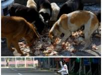 Stray Dog Menace in Kerala