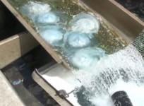 israel-thousands-of-jellyfish-clog-up-cooling-system-of-rutenberg-power-station