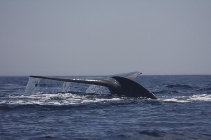 Blue whale