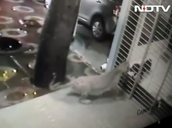 dog chases away leopard in borivali mumbai