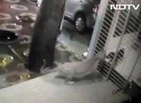 dog chases away leopard in borivali mumbai