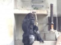 Shabani the gorilla