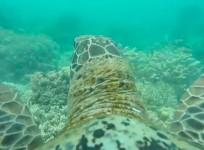 sea-turtle-wearing-gopro-camera-swims-through-great-barrier-reef-video