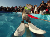 water-skiing-squirrel-gopro-video-shows-dramatic-close-up-view-of-twiggy-in-action-at-2015-x-games