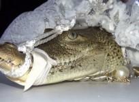 mexico-local-mayor-marries-crocodile-in-hope-of-good-harvest