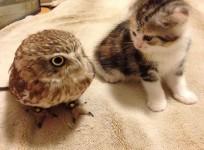 japan-friendly-kitten-and-owl-become-internet-sensation
