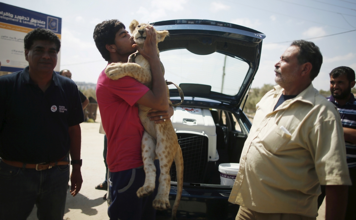 Palestinian refugee Saad Eldeen Al-Jamal's son bids farewell to one of his father's two African lion cubs before the cubs leave Gaza through the Erez crossing between northern Gaza Strip and Israel, July 3, 2015. Gaza lion cubs