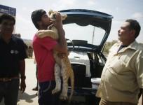 Gaza lion cubs