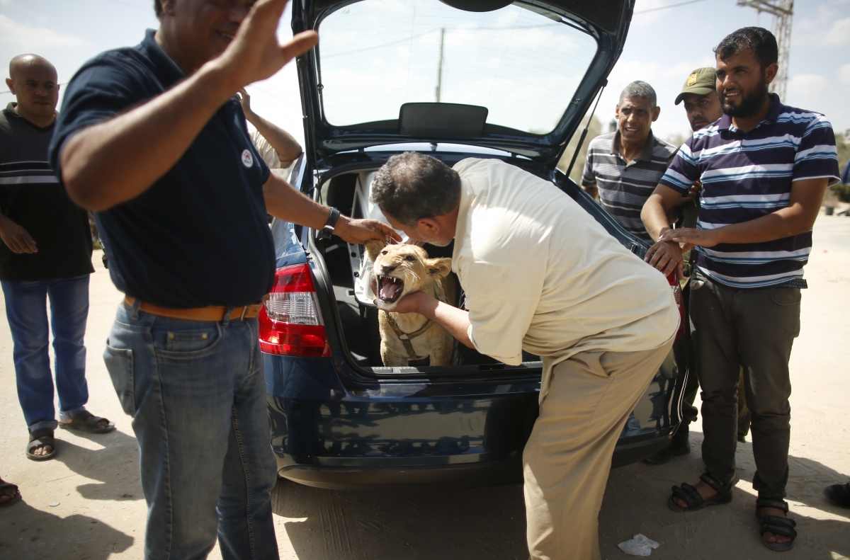 Palestinian refugee Saad Eldeen Al-Jamal bids farewell to one of his two African lion cubs before the cubs leave Gaza Gaza lion cubs