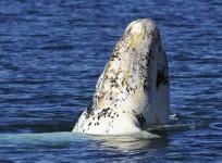 Albino Whale