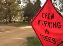 drought-leads-to-mass-cutting-of-trees-in-los-angeles