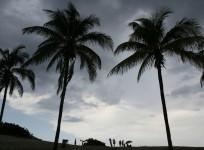 Coconut tree
