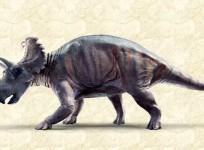 new-dinosaur-called-wendiceratops-discovered-in-canada
