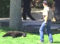 university-of-colorado-shocking-video-shows-bear-being-shot-down-from-tree-with-tranquilliser-gun