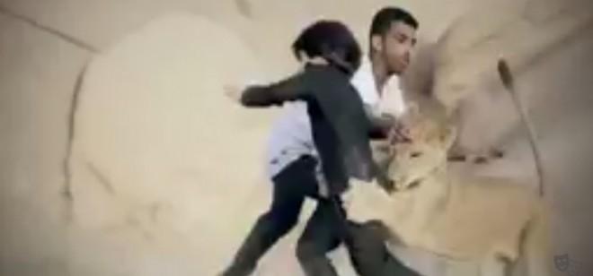 Lion attack in Saudi Arabia
