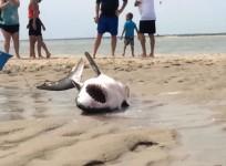 video-beachgoers-save-stranded-great-white-shark