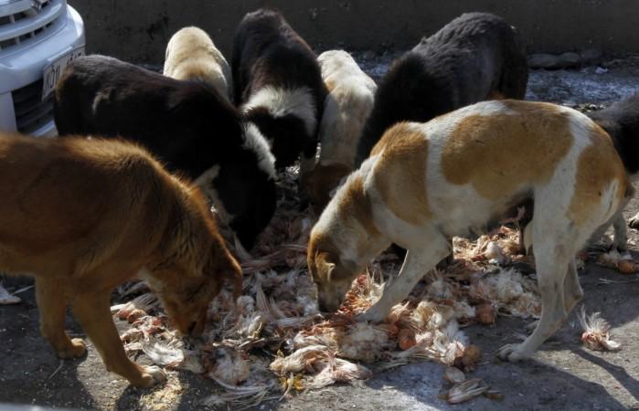 stray dogs