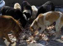 stray dogs