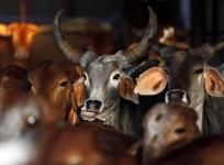 cattle herd