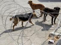 Stray Dog Menace