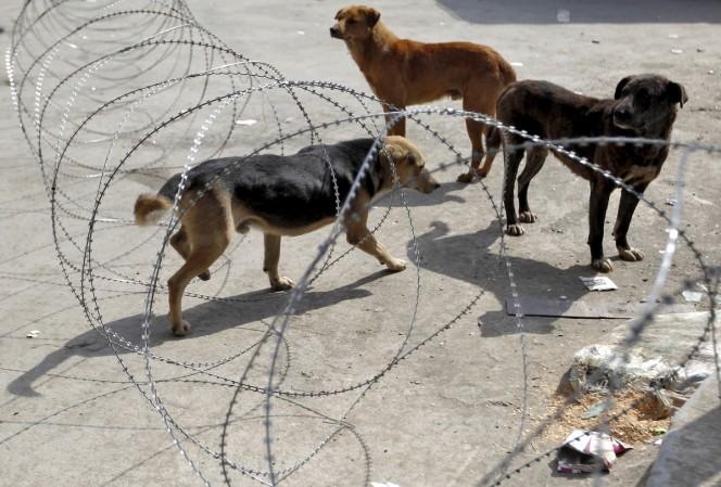 Stray Dog Menace Stray Dog Menace