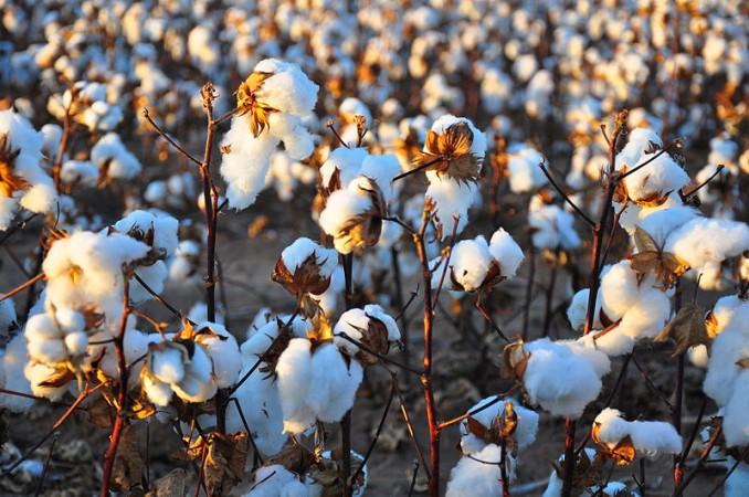 A cotton field