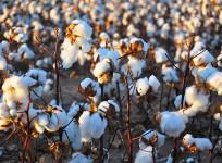 A cotton field
