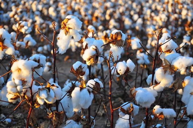 A cotton field