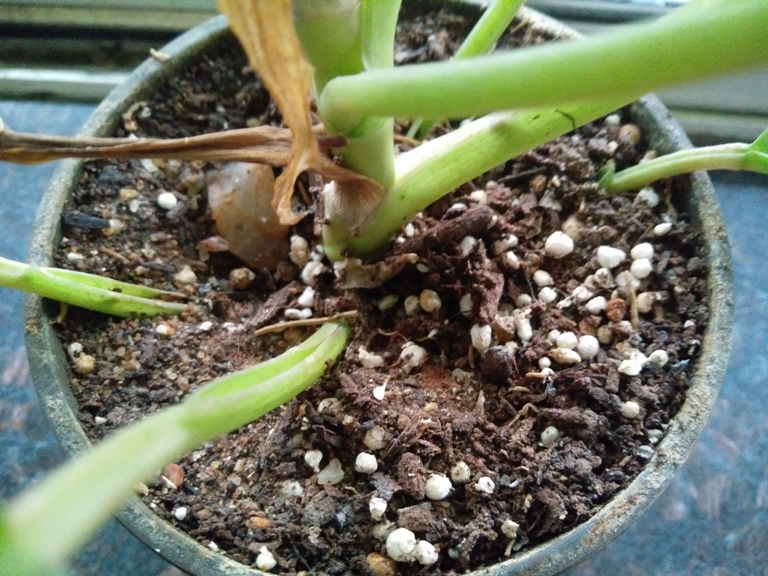 OnePlus X vs Obi Worldphone SF1