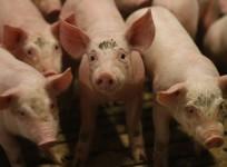 PIGS