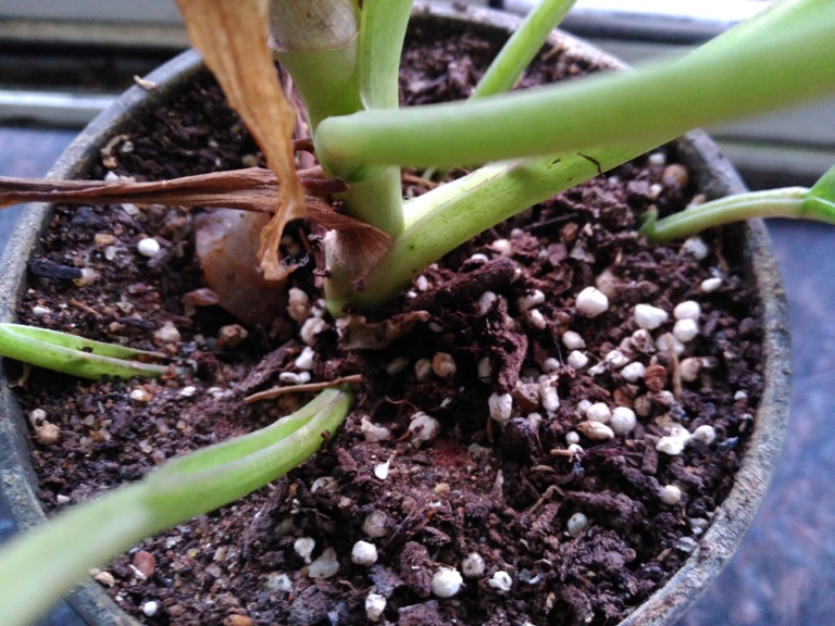 OnePlus X vs Obi Worldphone SF1