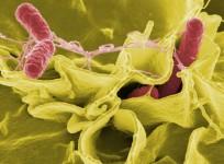 Bacteria