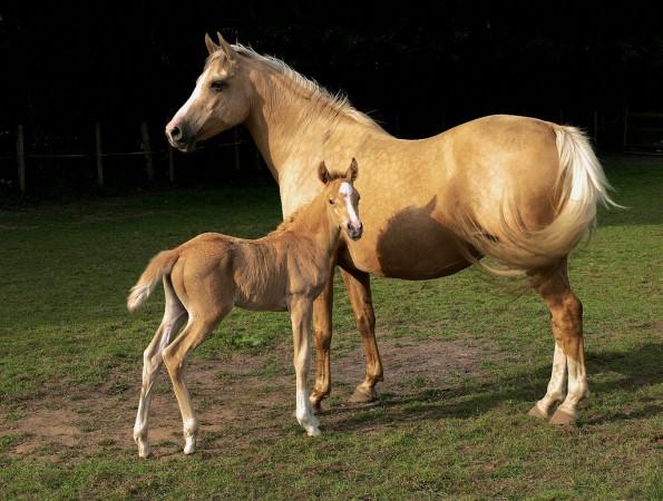 Horse