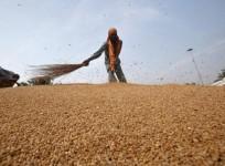 Wheat