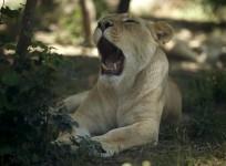 Lioness
