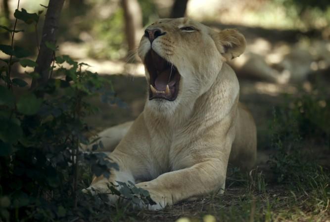 Lioness