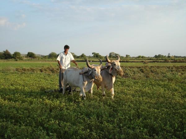 Gujarat farmer
